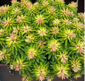 Eiforbija 'Little Treasure'